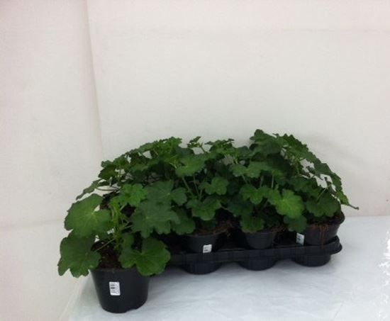 Immagine di GERANEO EDERA V.14 CM META' COLTURA