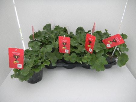 Immagine di GERANEO INTERSPECIFICO V.14 CM META' COLTURA