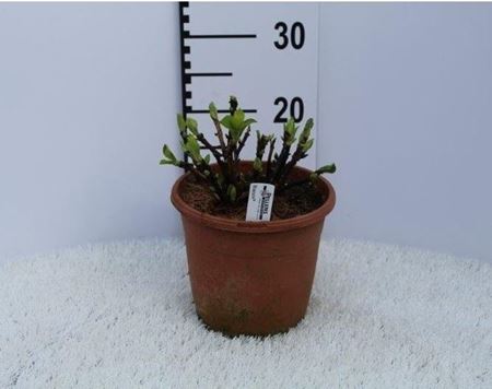 Immagine di HORTENSIA V.19 CM META' COLTURA