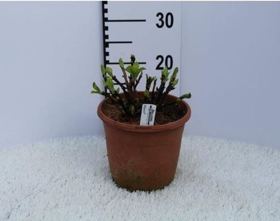 Immagine di HORTENSIA V.19 CM META' COLTURA