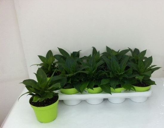 Immagine di IMPATIENS NUOVA GUINEA V.12 CM META' COLTURA