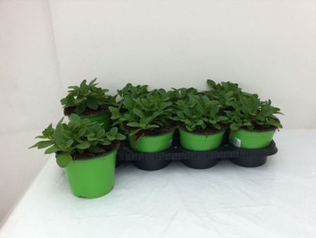 Immagine di PETUNIA NIGHT SKY V.14 CM META' COLTURA