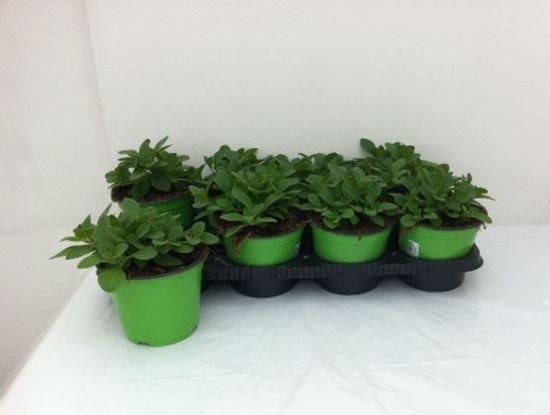 Immagine di PETUNIA NIGHT SKY V.14 CM META' COLTURA