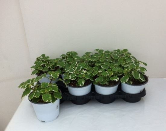 Immagine di PLECTRA V.14 CM META' COLTURA