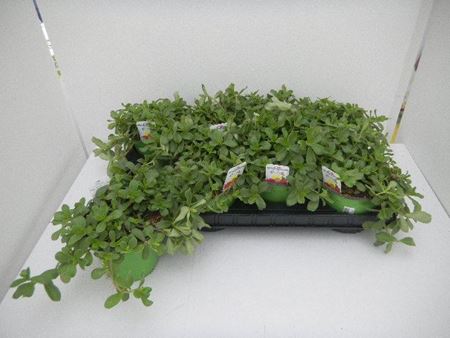 Immagine di PORTULACA TRICOLOR V.14 CM META' COLTURA