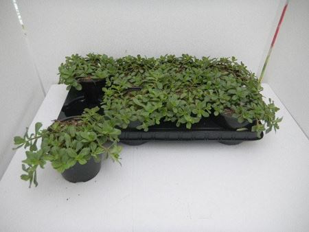 Immagine di PORTULACA V.14 CM META' COLTURA