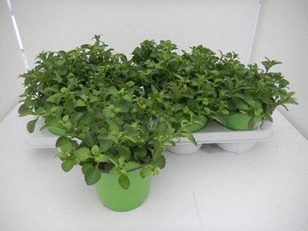 Immagine di TRIXI DI LOBELIA V.14 CM META' COLTURA