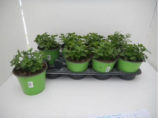 Immagine di TRIXI MIX V.14 CM META' COLTURA