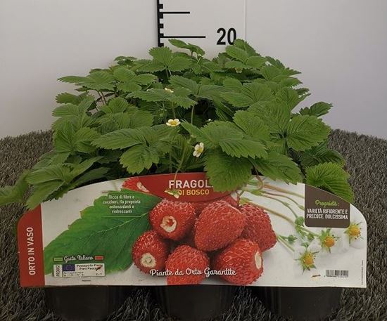 Immagine di FRAGRARIA PER ANANASSA V.10 CM FRAGOLA DI BOSCO V.10 CM - materiali CAC