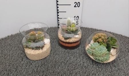 Immagine di COMPOSIZIONE NR.072 CACTUS