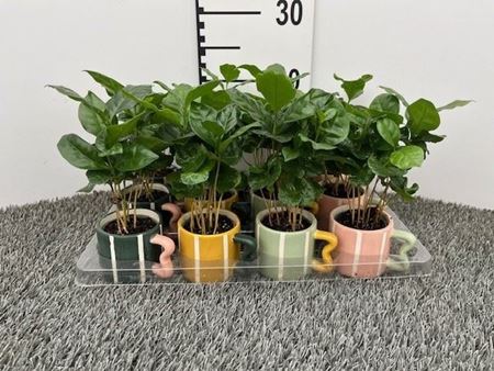 Immagine di COMPOSIZIONE NR.462 COFFEA