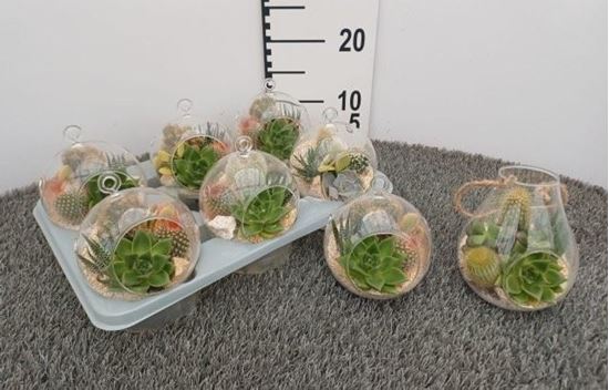 Immagine di TERRARIUM NR.15 CACTUS