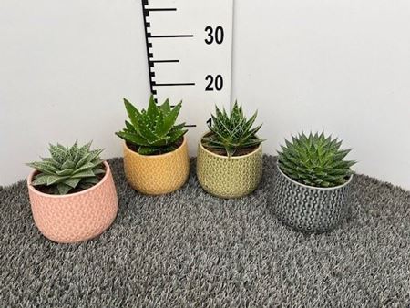 Immagine di SUCCULENTE MIX V.15 BRASIL DIR