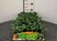 Immagine di CAVOLFIORE ROMANESCO F1 PACK 6 PIANTE