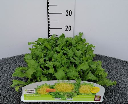 Immagine di ENDIVIA RICCIA PACK 9 PIANTE