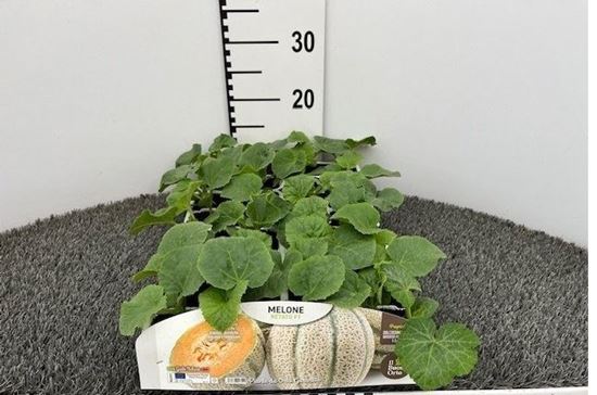 Immagine di MELONE RETATO F1 PACK 4 PIANTE