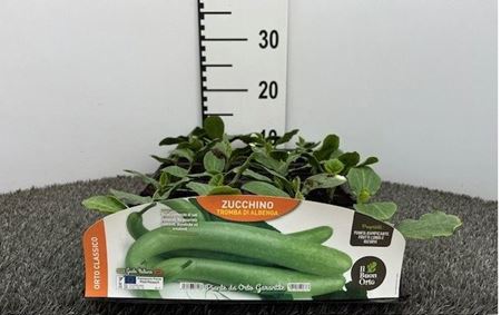 Immagine di ZUCCHINO TROMBA DI ALBENGA PACK 4  PIANTE
