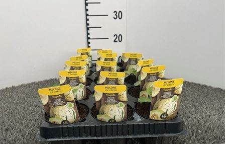 Immagine di MELONE ICE GREEN V.10 CM