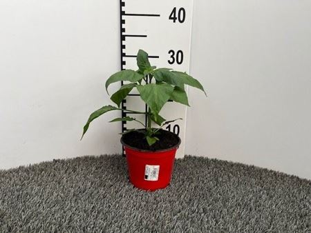 Immagine di PEPERONCINO PICCA. NAGA MORICH V.14 CM
