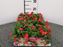 Immagine di BEGONIA FOGLIA VERDE PACK 4 PIANTE