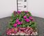 Immagine di IMPATIENS WALLERIANA PACK 4 PIANTE