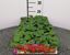 Immagine di SALVIA SPLENDIDA PACK 4 PIANTE