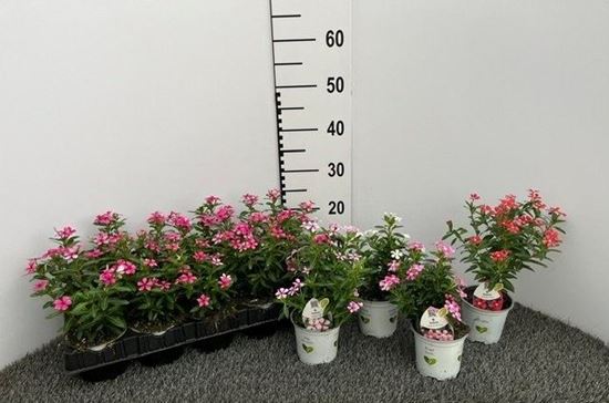 Immagine di VINCA SOIREE V.10 CM