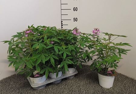 Immagine di CLEOME V.14 CM