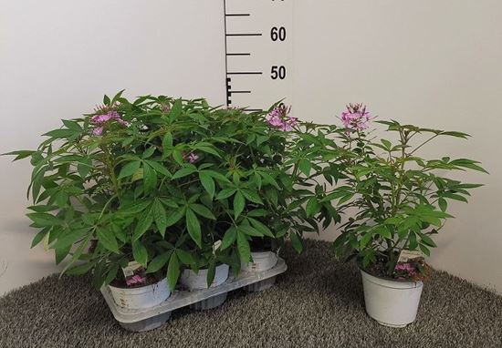 Immagine di CLEOME V.14 CM