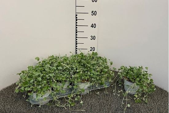 Immagine di DICHONDRA V.14 CM