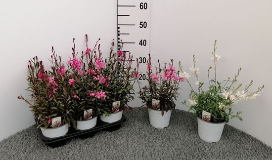 Immagine di GAURA V.14 CM