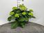 Immagine di HORTENSIA V.19 CM