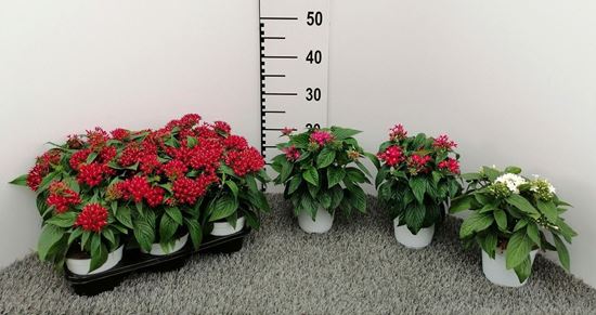 Immagine di PENTAS V.12 CM