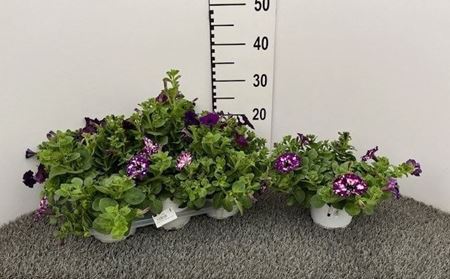 Immagine di PETUNIA ELECTRIC PURPLE SKY V.14 CM