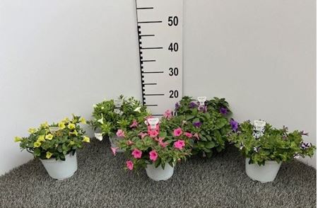 Immagine di PETUNIA MINI VISTA V.14 CM