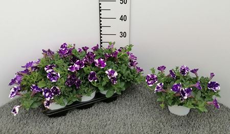 Immagine di PETUNIA NIGHT SKY V.14 CM
