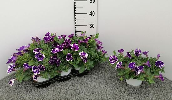 Immagine di PETUNIA NIGHT SKY V.14 CM
