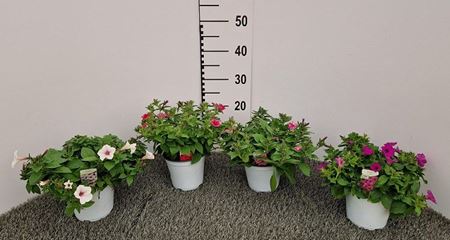 Immagine di PETUNIA VISTA V.14 CM