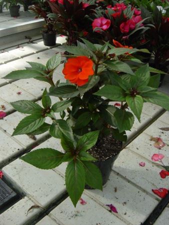 Immagine di SUNPATIENS V.10 CM