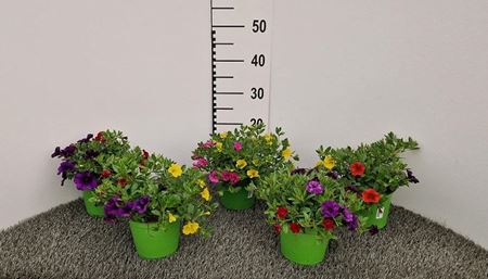 Immagine di TRIXI DI CALIBRACHOA V.14 CM