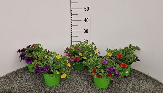 Immagine di TRIXI DI CALIBRACHOA V.14 CM