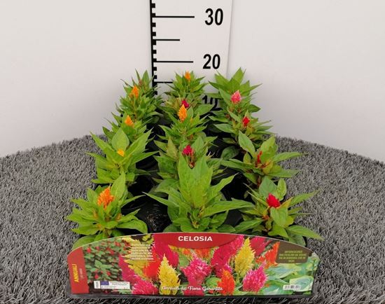Immagine di CELOSIA V.10 CM