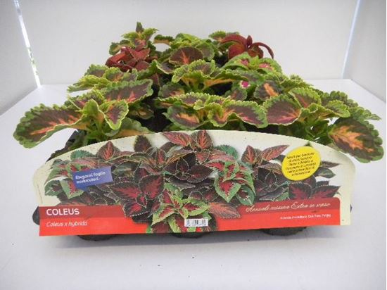 Immagine di COLEUS V.10 CM