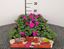 Immagine di IMPATIENS WALLERIANA V.10 CM