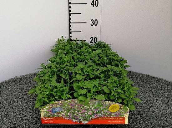 Immagine di LOBELIA V.10 CM
