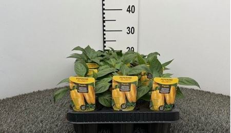 Immagine di PEPERONE GIALLO TOP YELLOW F1 V.10 CM