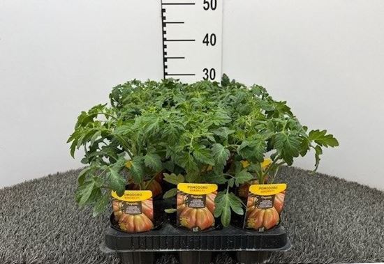 Immagine di POMODORO CUORE LIGURE KOKORO F1 V.10 CM