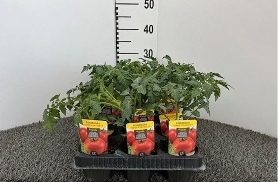 Immagine di POMODORO TONDO PYNTINO F1 V.10 CM