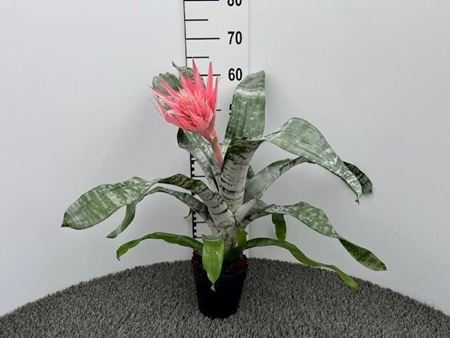 Immagine di AECHMEA PRIMERA V.14 CM