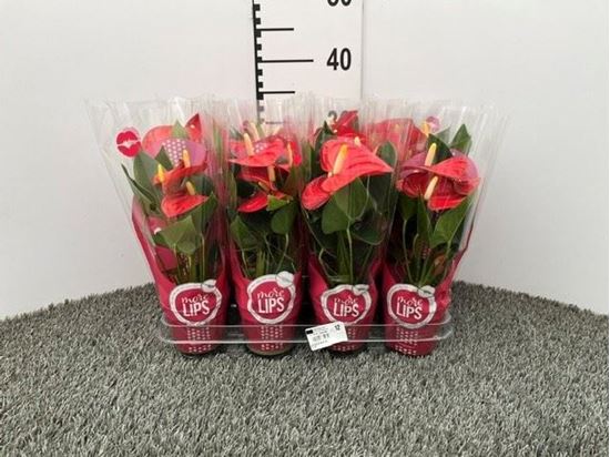 Immagine di ANTHURIUM ANDR. MIX V.9 CM